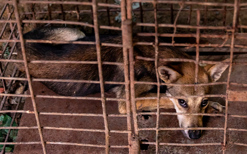 dog on a dog meat farm