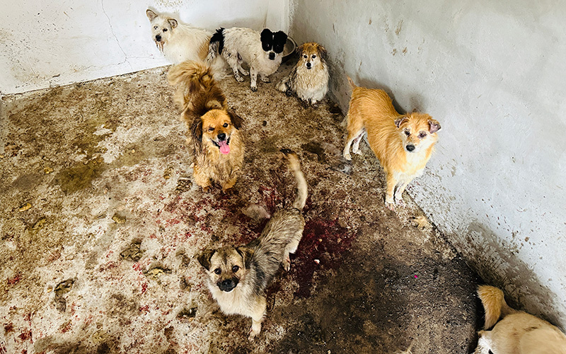 Dogs in a dirty room