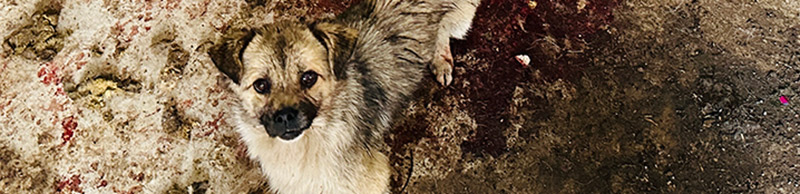 Dogs in a dirty room