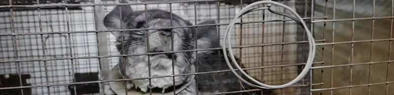 chinchilla in a cage