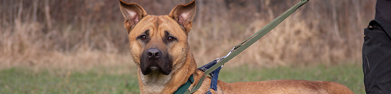 A dog standing next to a person