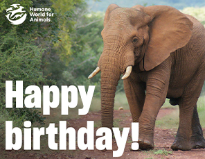 E-card Selection: Happy Birthday Card with Elephant Image