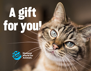 E-card Selection: Gift Card with Cat Image