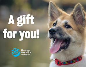 E-card Selection: Gift Card with Dog Image