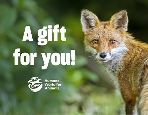 E-card Selection: Gift Card with Fox Image