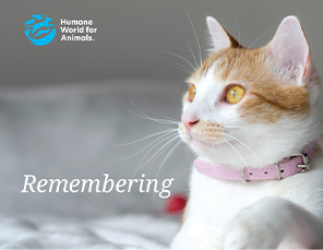 E-card Selection: Sympathy Card with Cat Image
