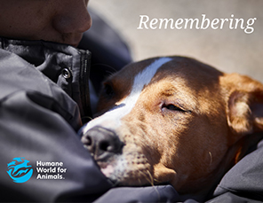 E-card Selection: Sympathy Card with Dog Image