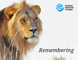 E-card Selection: Sympathy Card with Lion Image