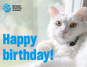 E-card Selection: Happy Birthday Card with Cat Image