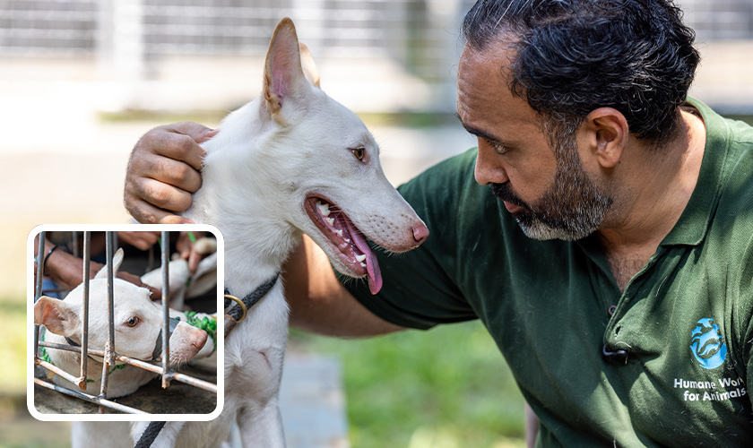 Stella, a dog meat survivor at the Jakarta Animal Aid Network (JAAN) Shelter and Clinic in Bogor, Indonesia