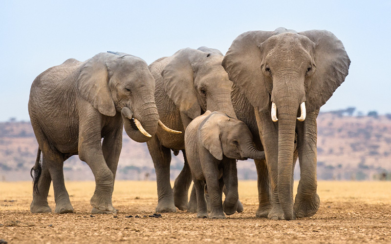 A group of elephants