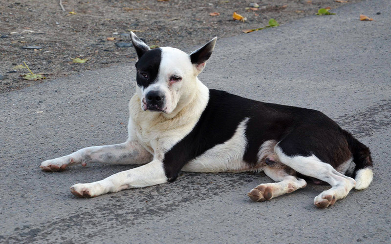 Street Dogs in Latin America and Caribbean