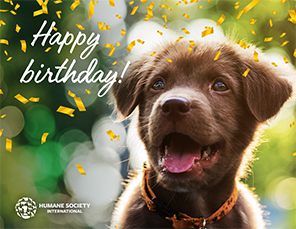 E-card Selection: Happy Birthday Card with Dog Image