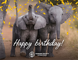 E-card Selection: Happy Birthday Card with Elephant Image
