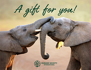 E-card Selection: Gift Card with Elephant Image