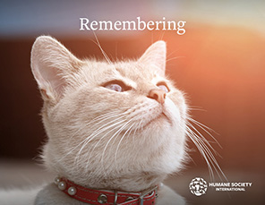 E-card Selection: Sympathy Card with Cat Image