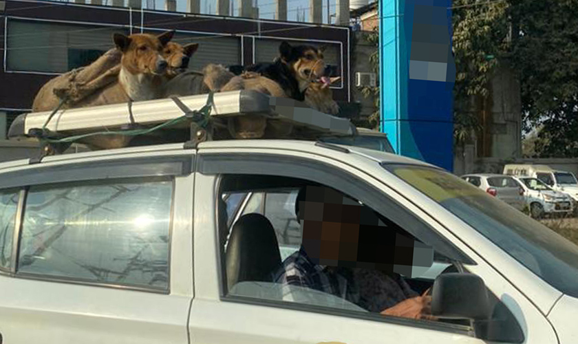 Dogs strapped to the top of a moving car
