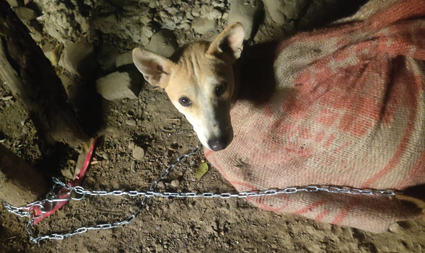 A dog in a bag with a chain