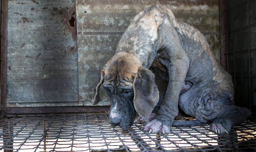 Sad dog looking down in its cage.