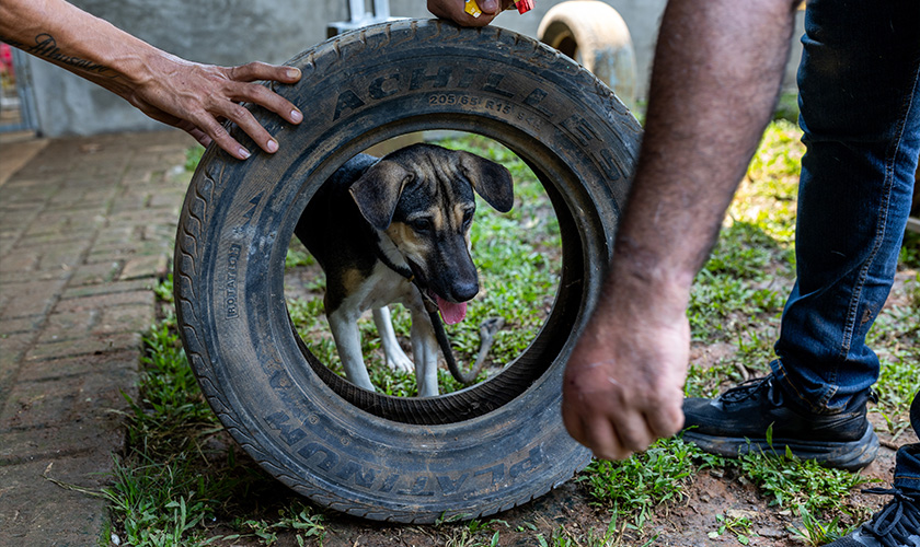 A dog meat survivor at the Jakarta Animal Aid