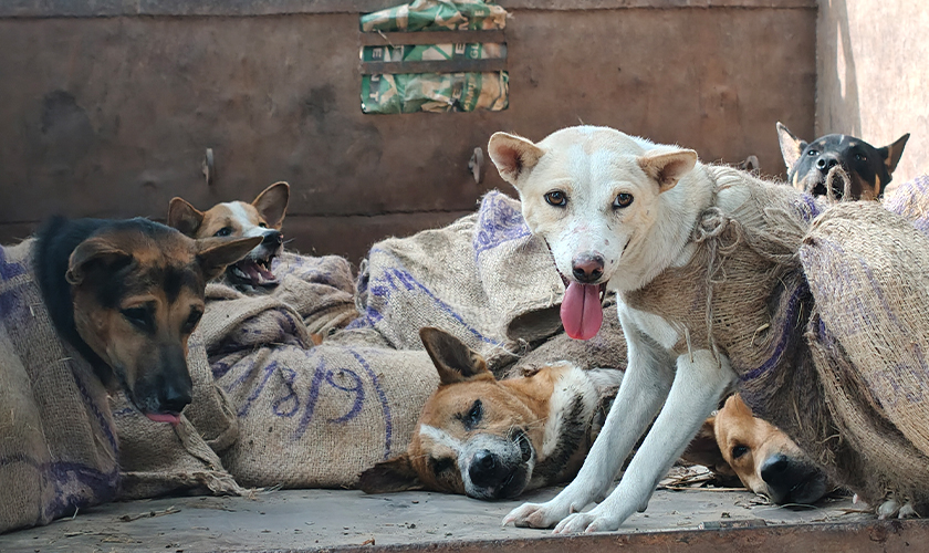 Several dogs in bags in the back of of a truck