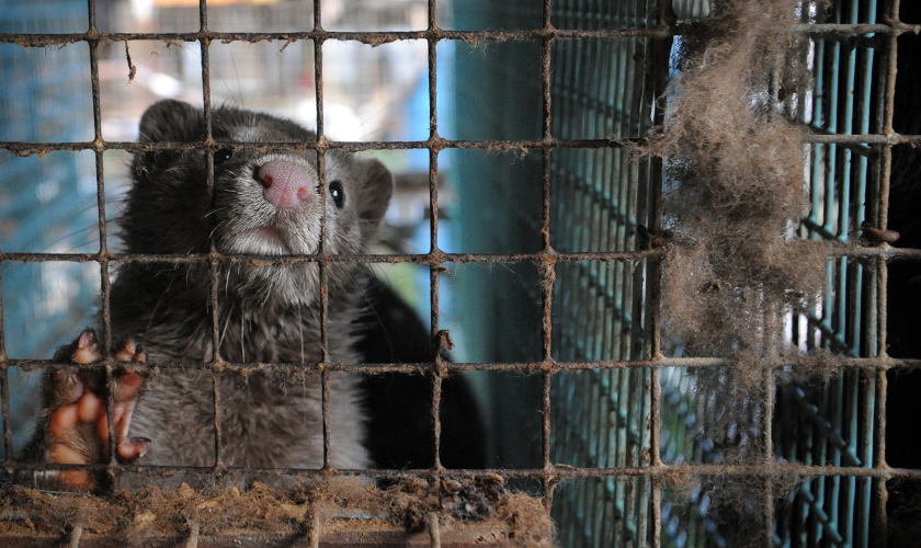 Mink in a cage
