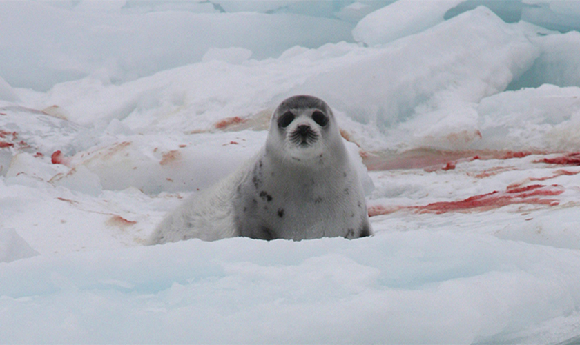 Seal on ice with blood surrounding in the background