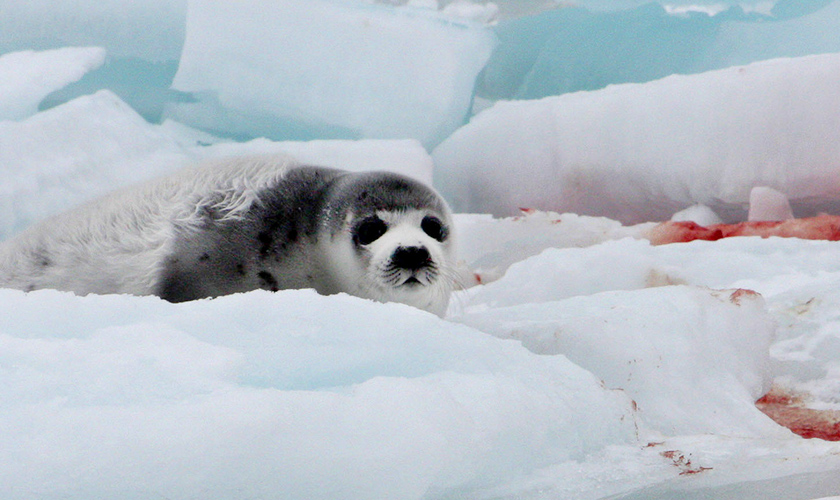 A seal cub