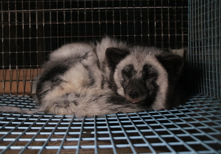 Join the call for a #FurFreeBritain!