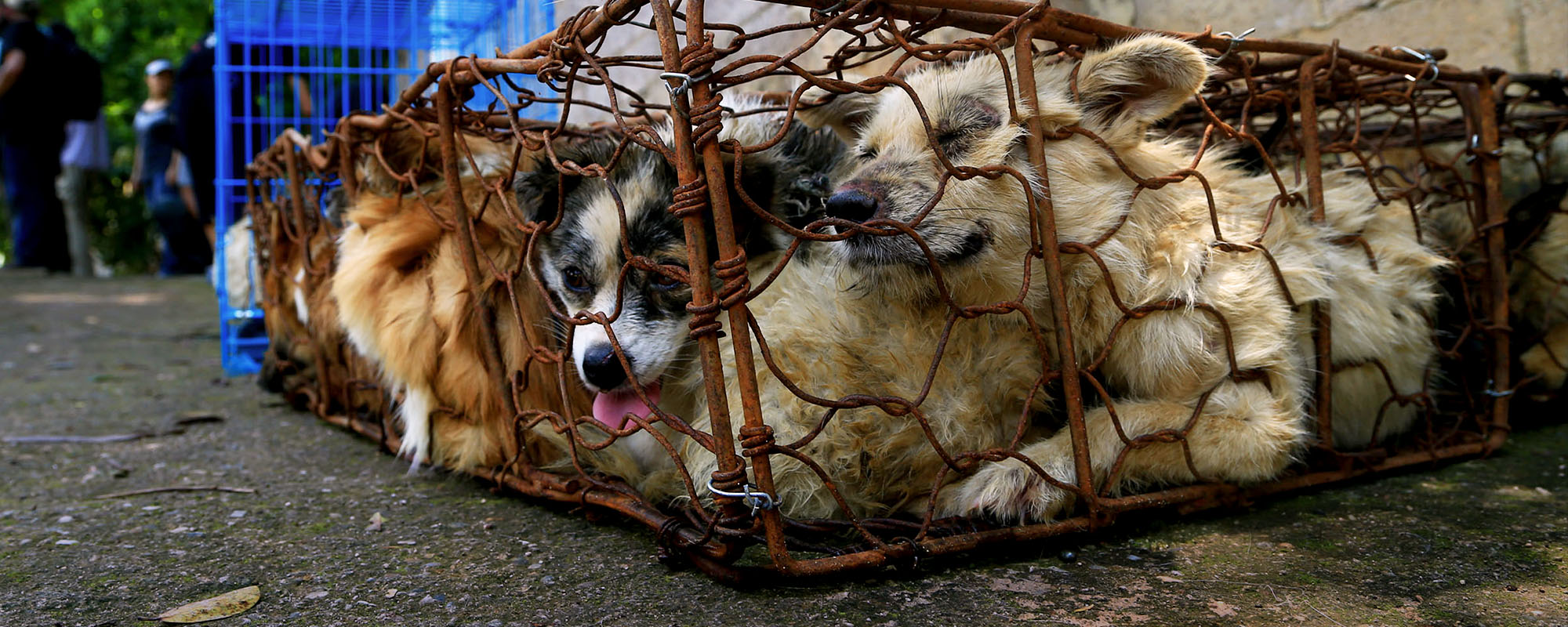 dog in cage Yulin Festival