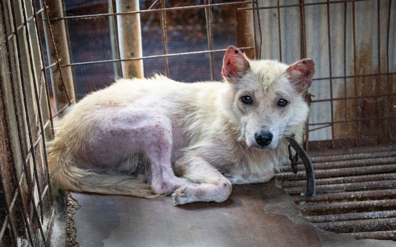 a dog in a cage