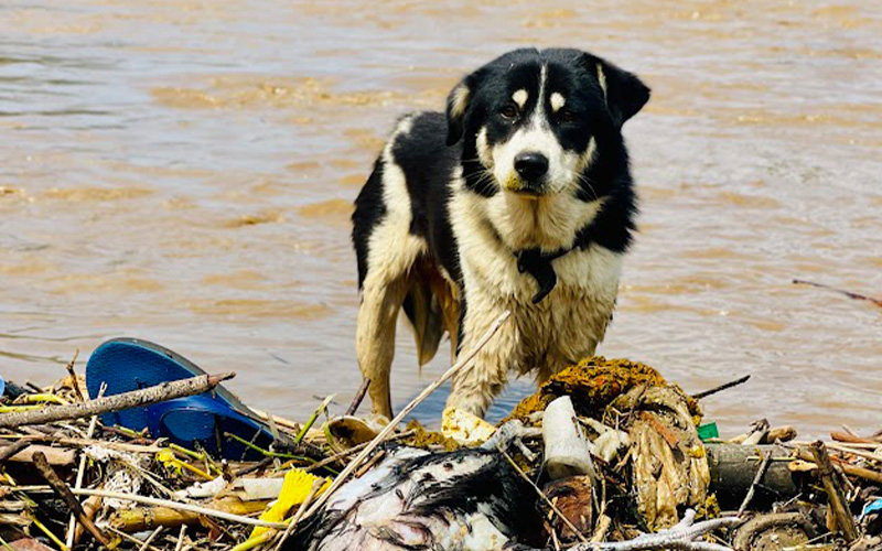 Dog in flood waters
