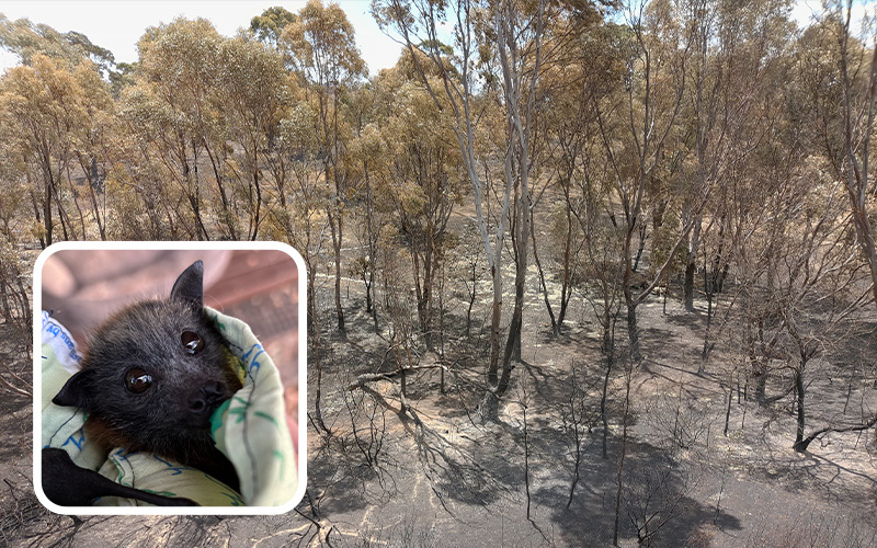 a bat with a fire scoorch landscape