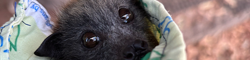 a bat with a fire scoorch landscape