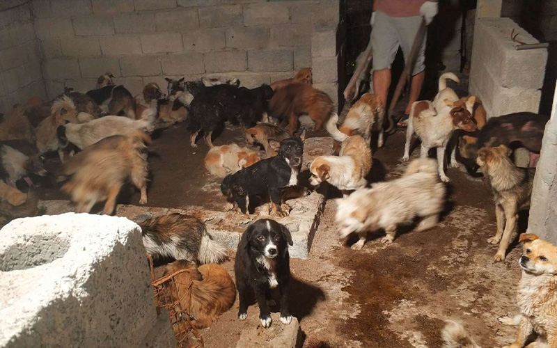 Dogs at Yulin slaughterhouse
