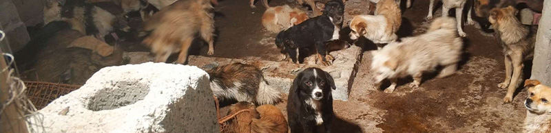 Dogs at Yulin slaughterhouse