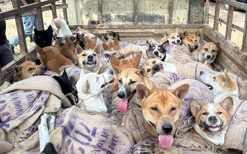 Dogs in sacks on truck