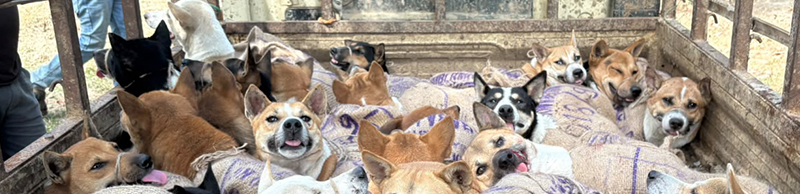 Dogs in sacks on truck