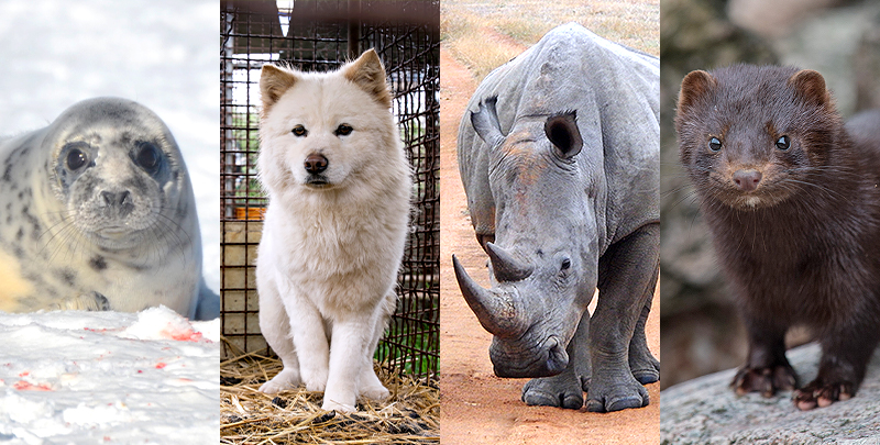 Dog,rhino and mink