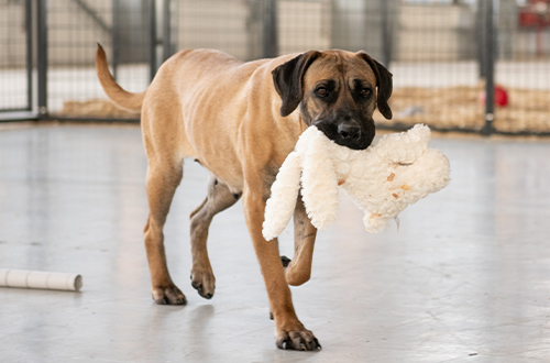 A dog meat survivor holding a toy