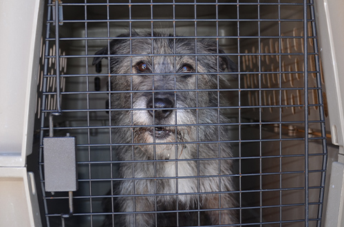 Dog in a cage