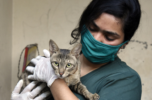 A cat in the arms of a vet