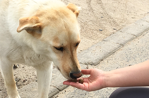 Dog receiving a treat