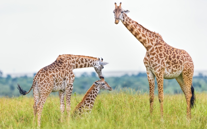 Protect giraffes under the Endangered Species Act