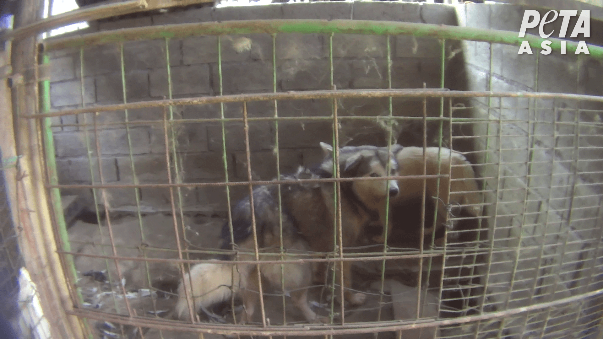 Disabled+hind+legs+1 PETA Exposes Abuse in Indonesian Puppy Mills—Take Action!