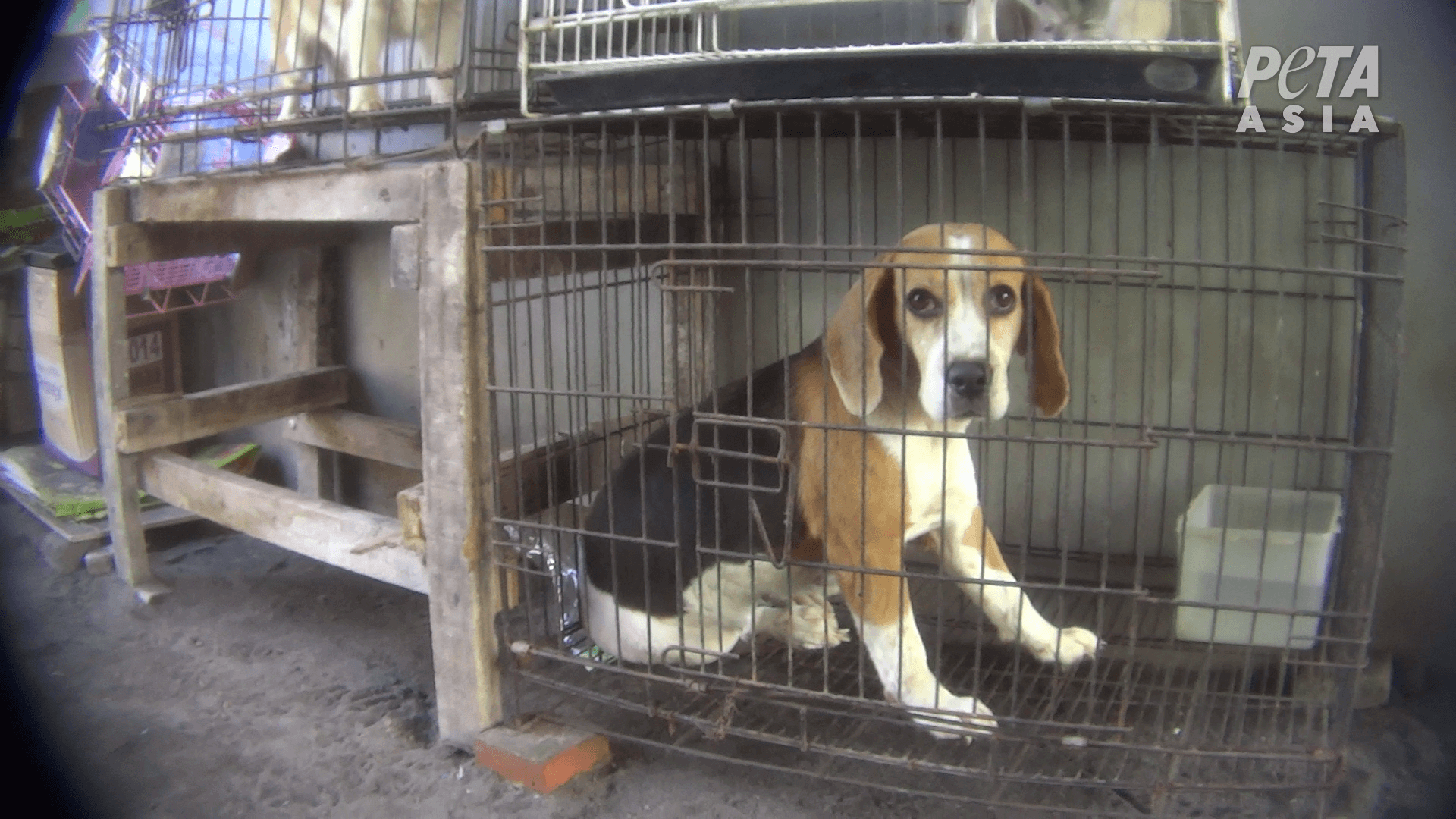Dogs+in+cages+1 PETA Exposes Abuse in Indonesian Puppy Mills—Take Action!