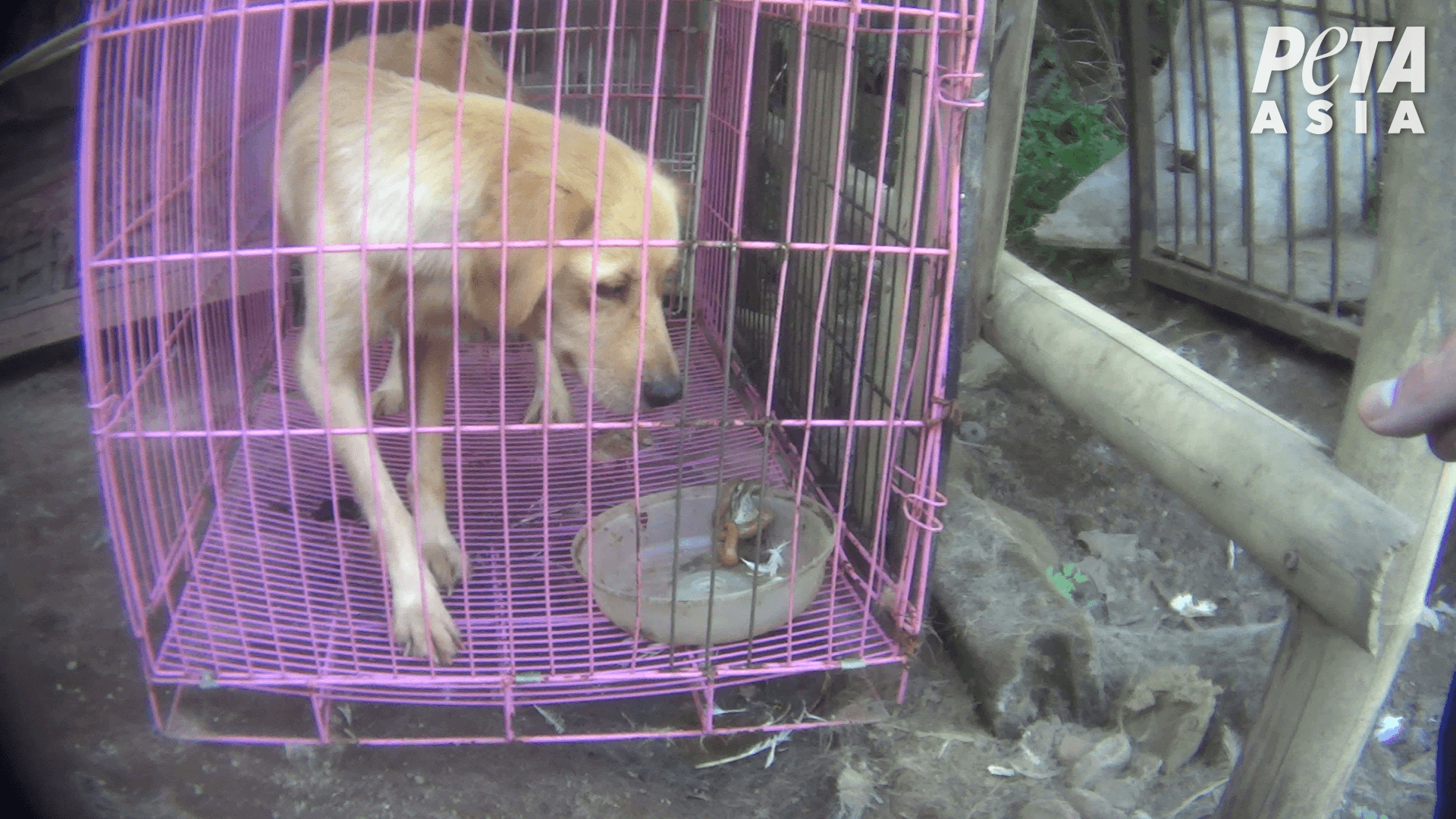 Feces+in+food+or+water+bowl PETA Exposes Abuse in Indonesian Puppy Mills—Take Action!