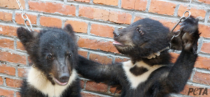 Als deze beer niet rechtop blijft staan, sterft ze