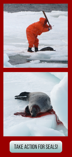 Take action for seals!