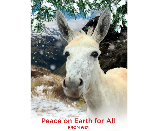 Christmas Card